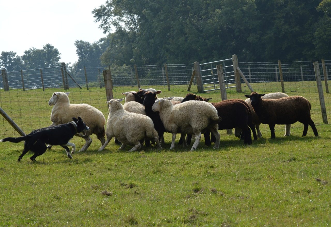 Lance no Campo: xanxerense treina cães para atuar no pastoreio de rebanho