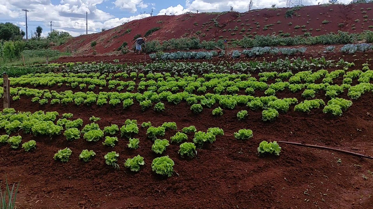 Lance no Campo: Missão SOS Vida Nova planta e revende hortaliças para se manter
