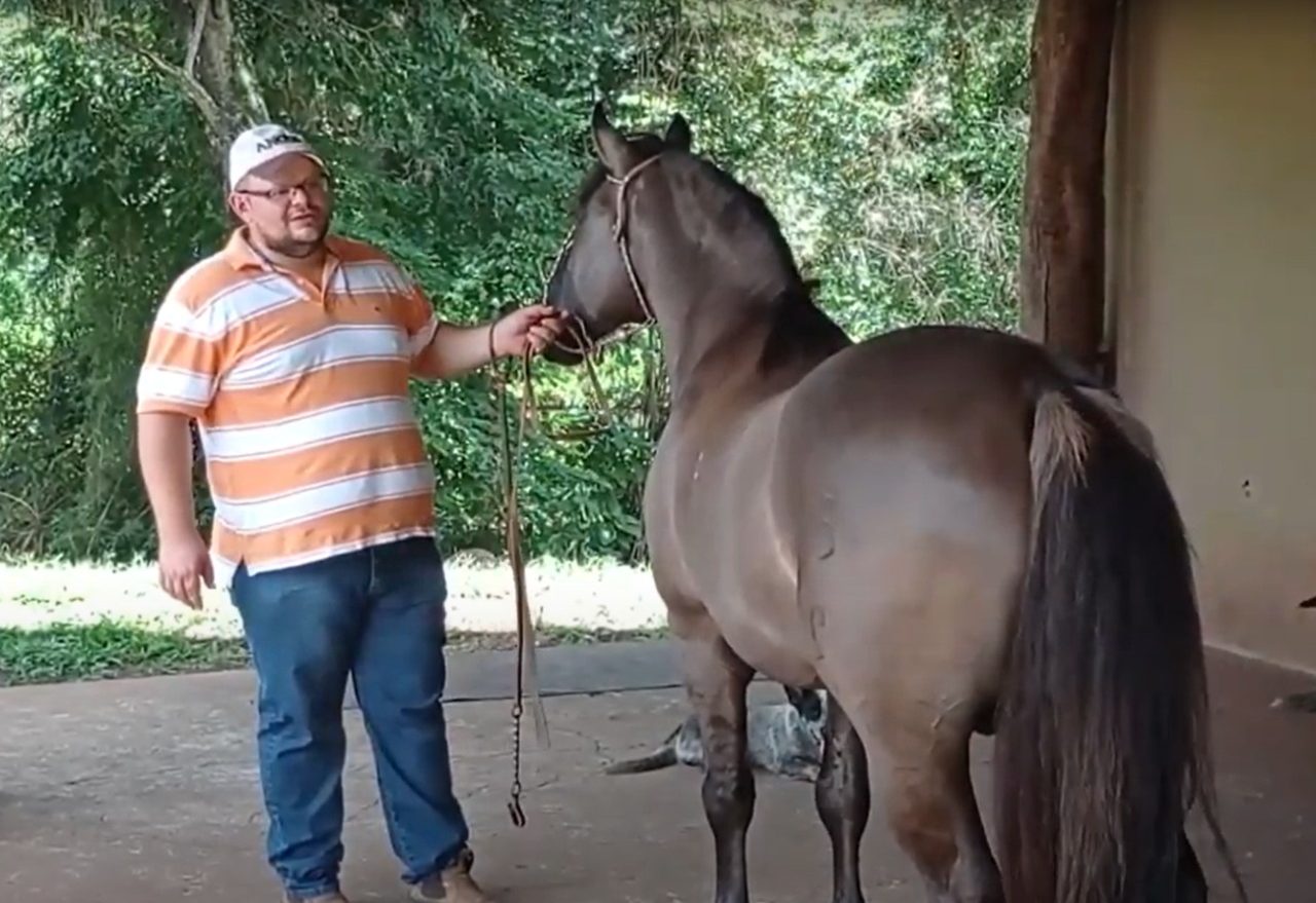Lance no Campo: xanxerense se dedica a criação de cavalos da raça crioula