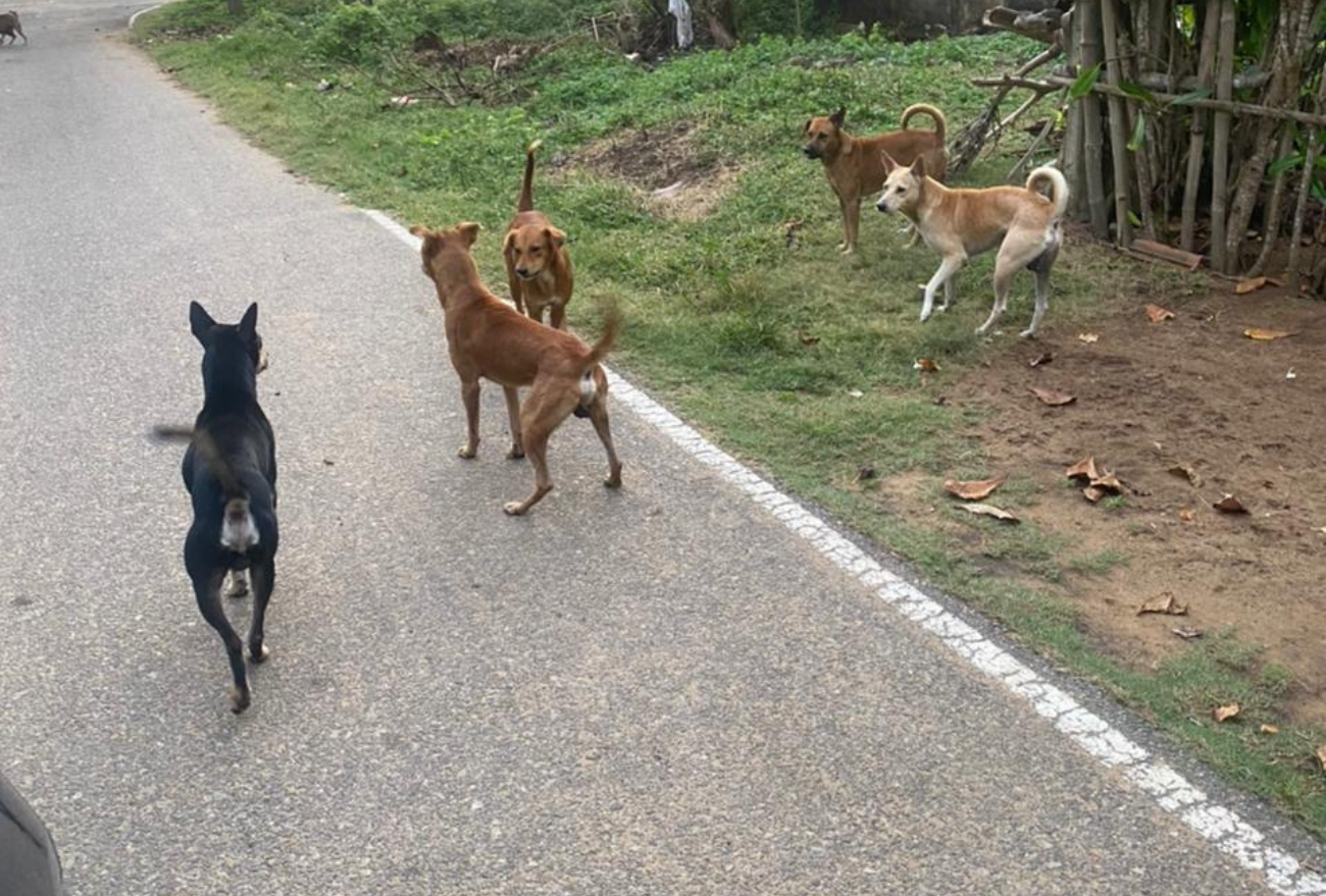 Setor de Zoonoses explica o que fazer em caso de ataque de cães, em Xanxerê