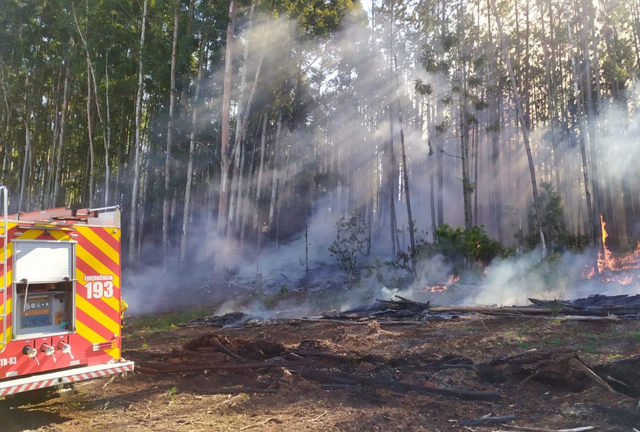 Incêndio em área de reflorestamento é registrado neste sábado (19), no Oeste