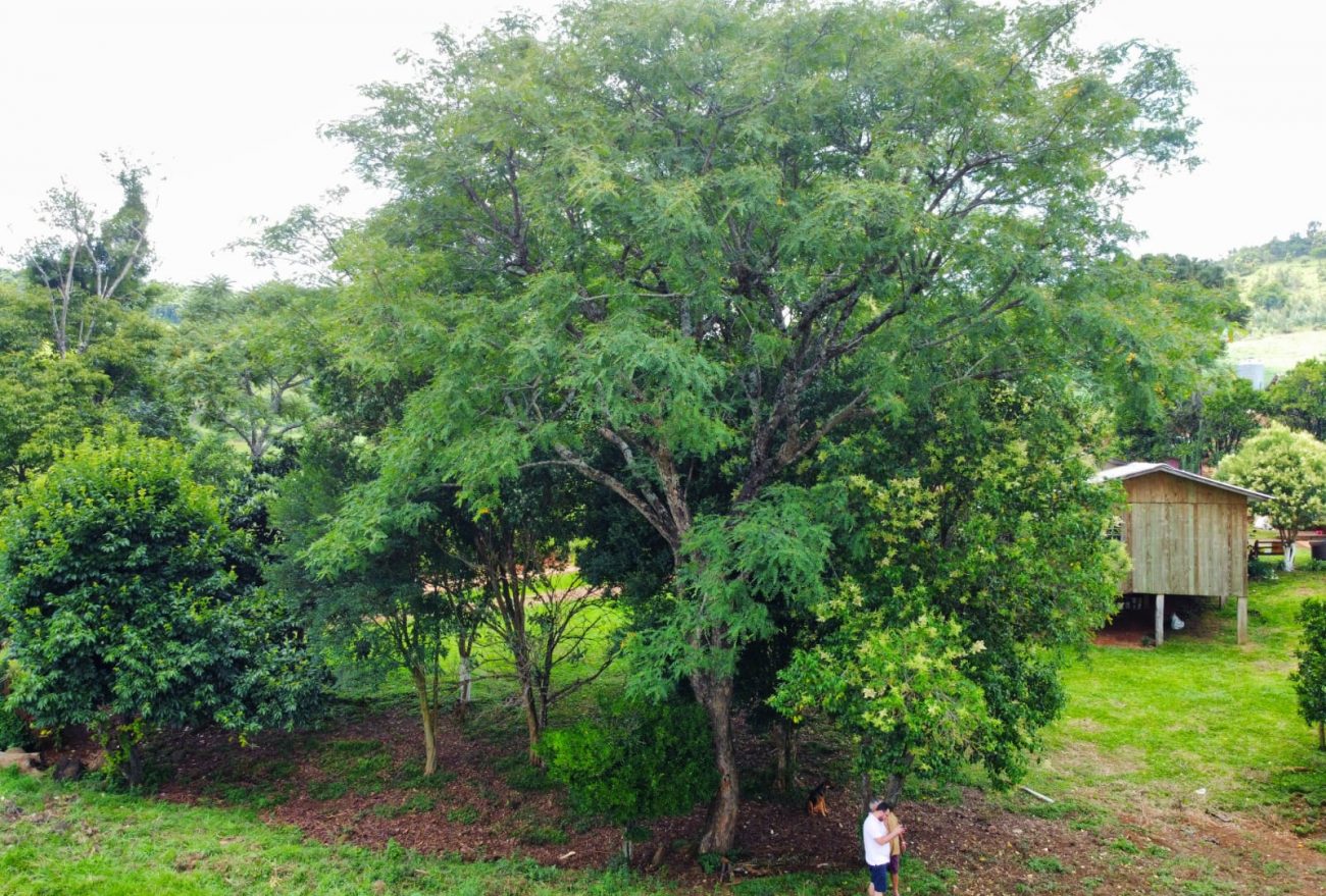 Árvore Pau-Brasil é encontrada no interior de Abelardo Luz