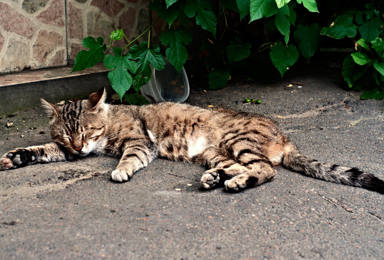 Gatos estão sendo envenenados no bairro São Jorge, em Xanxerê