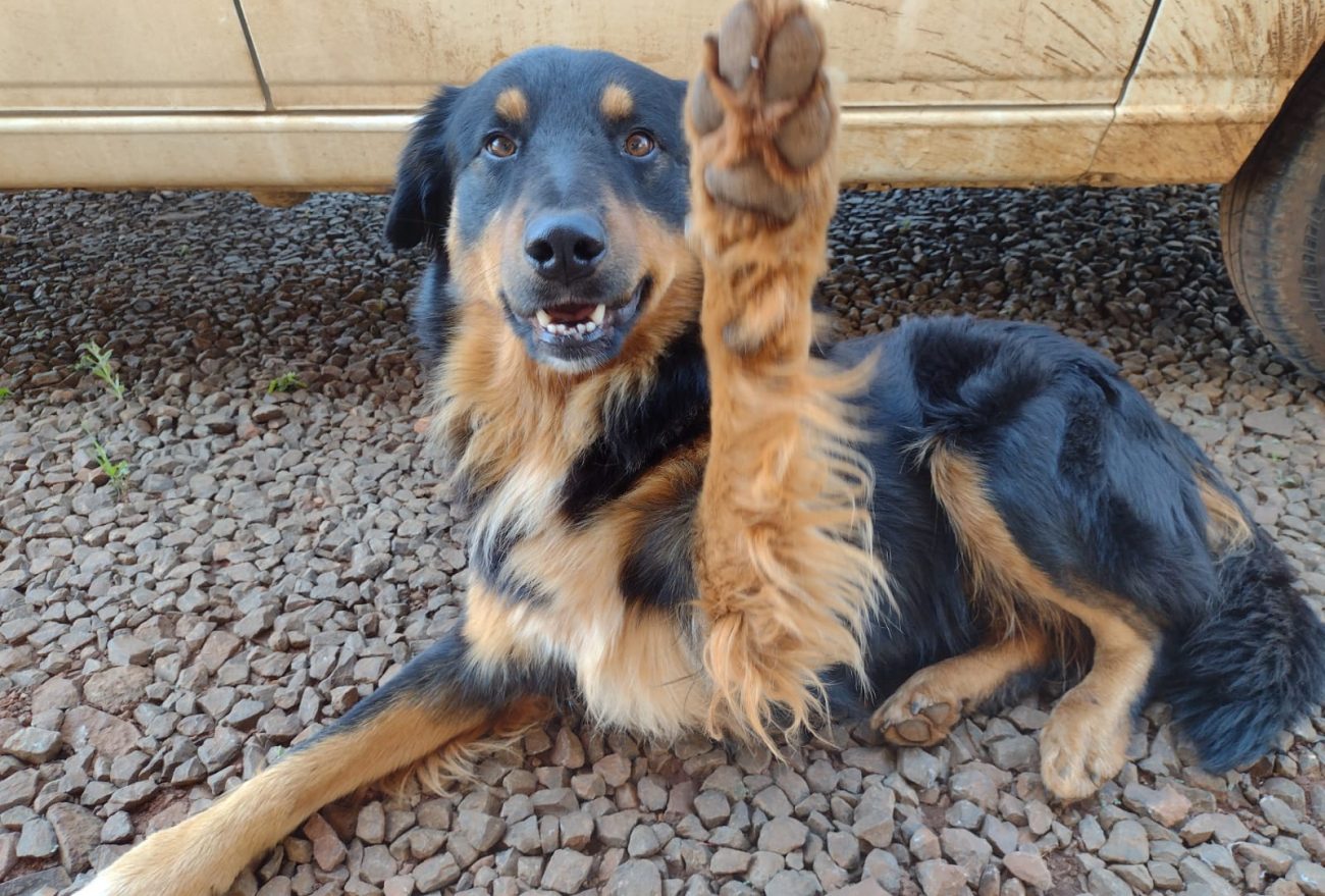 Moradora de Xanxerê procura por cachorro desaparecido