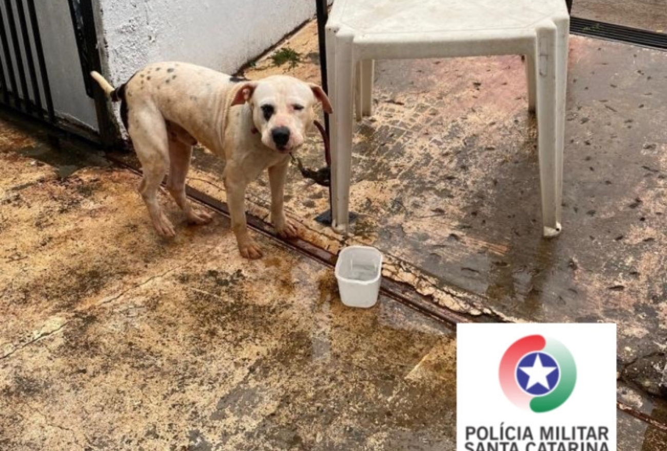 Homem é preso por maus-tratos contra animais, em Xanxerê