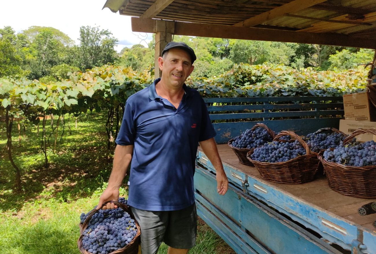 Lance no Campo: produtor tem perda de 70% na produção de uva nesta temporada