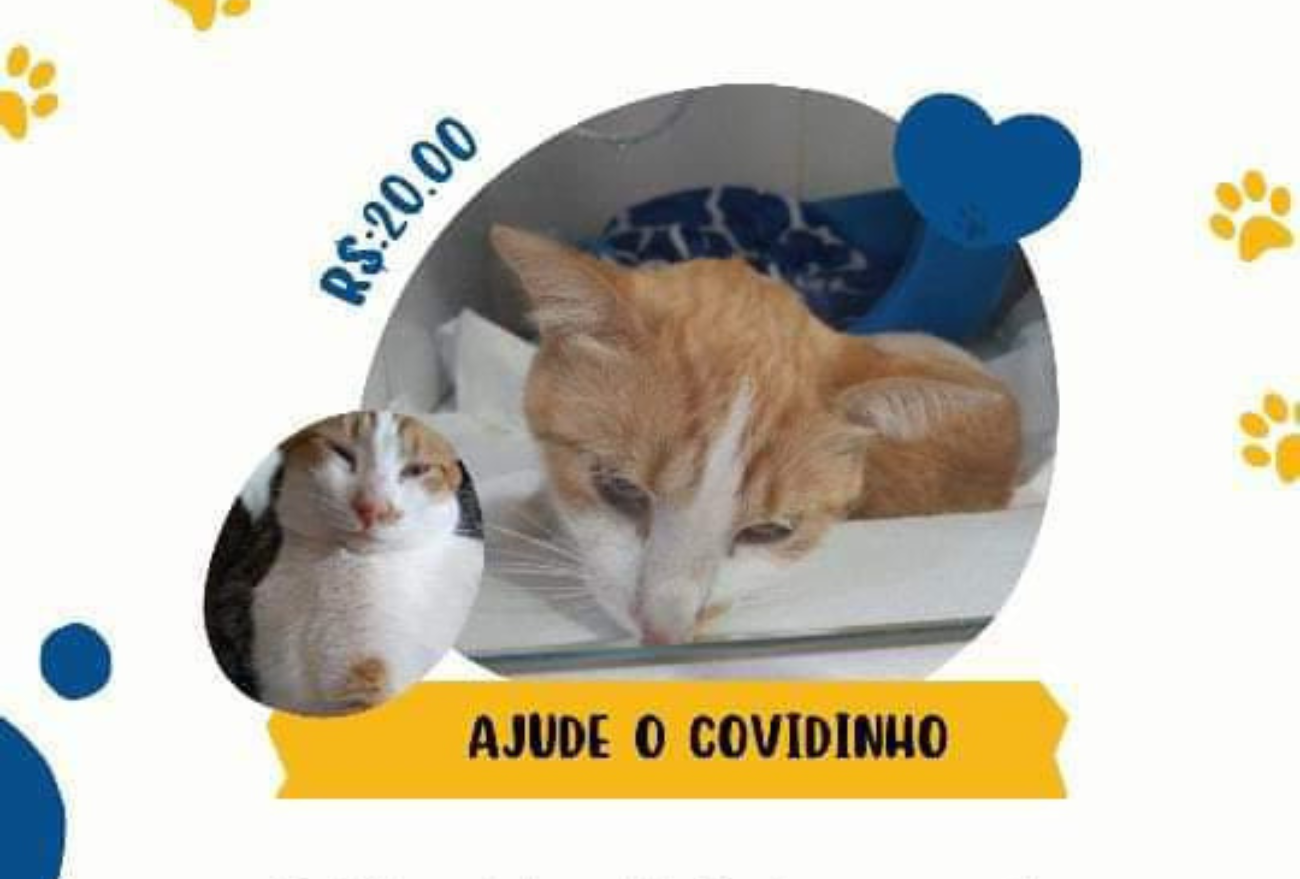 Moradora de Xanxerê promove rifa solidária em prol de gato atropelado