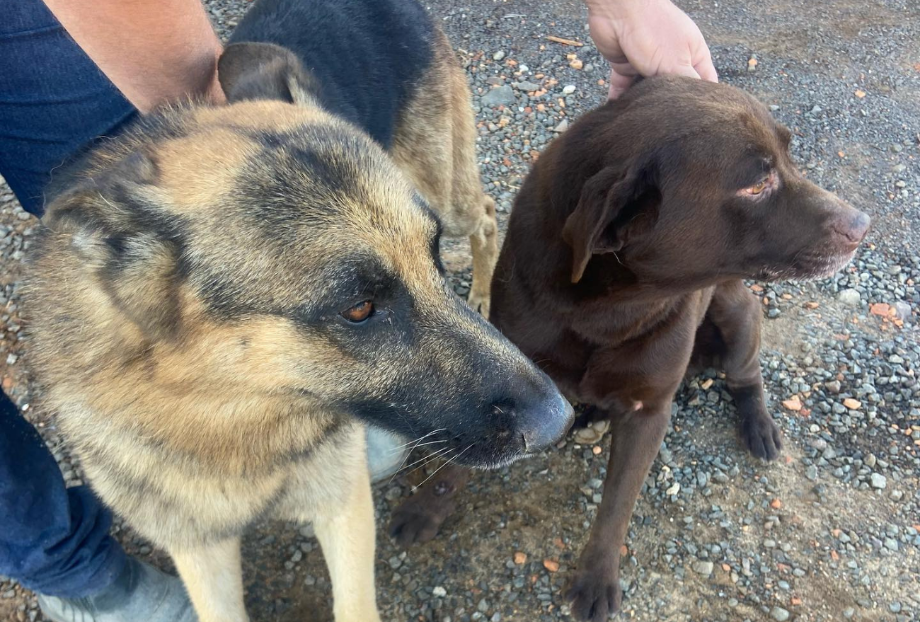 Madruga e Thor voltam para casa: homem se arrepende e devolve cães furtados em empresa