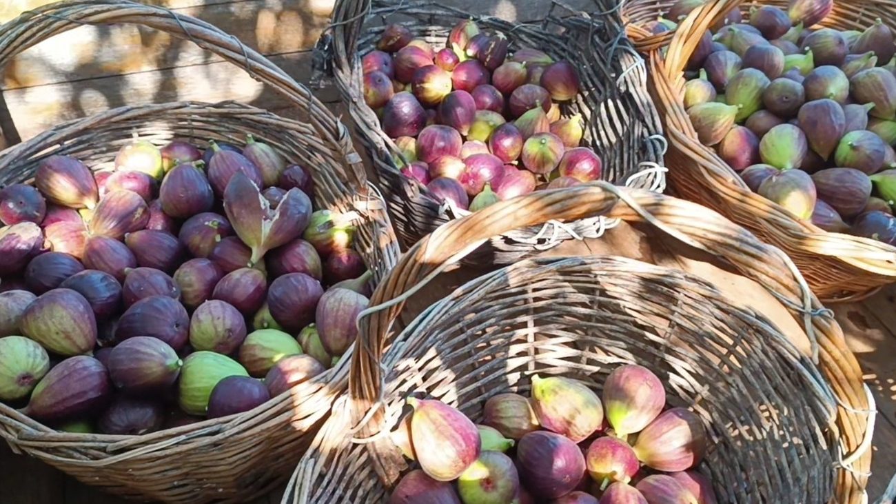 Lance no Campo: a temporada de figos está aberta e os frutos estão pura doçura