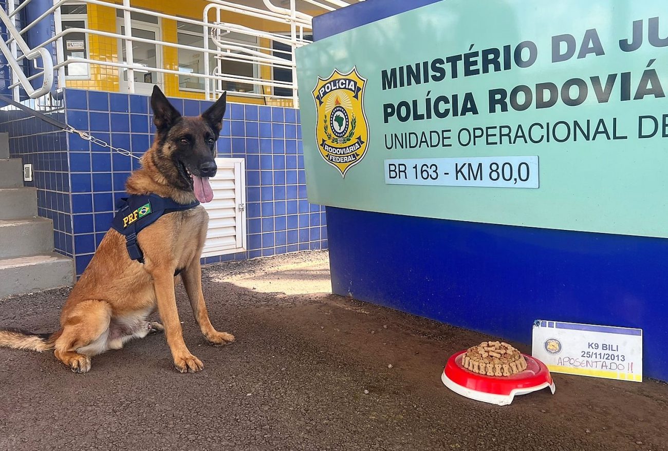 Cão farejador Bili se aposenta da PRF após nove anos de bons serviços