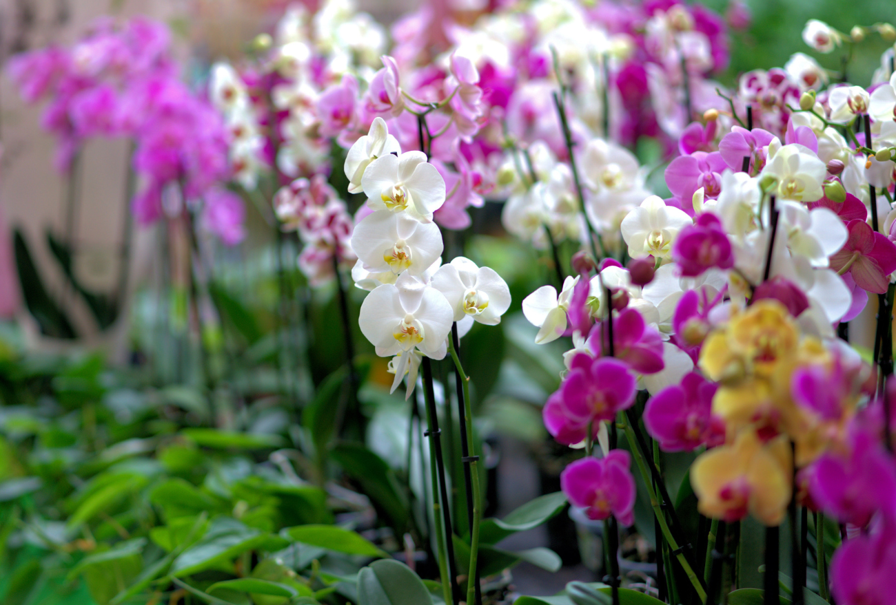 Feirão das Flores acontece de 12 a 16 de abril no Super Gentil