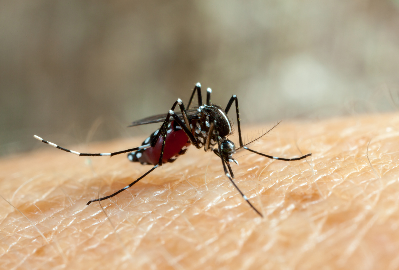 Xanxerê confirma mais dois casos de dengue autóctones