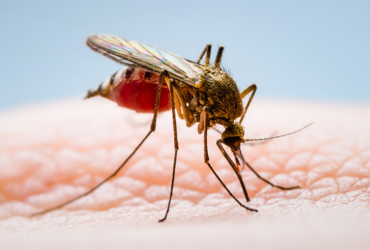 Menina de 12 anos é diagnosticada com dengue autóctone, em Xanxerê