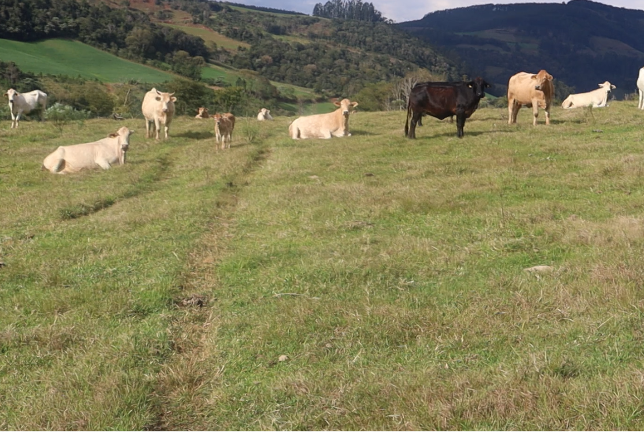 Lance no Campo: Conheça a história da família Woiciechoski que há mais de 40 anos lida com gado de corte