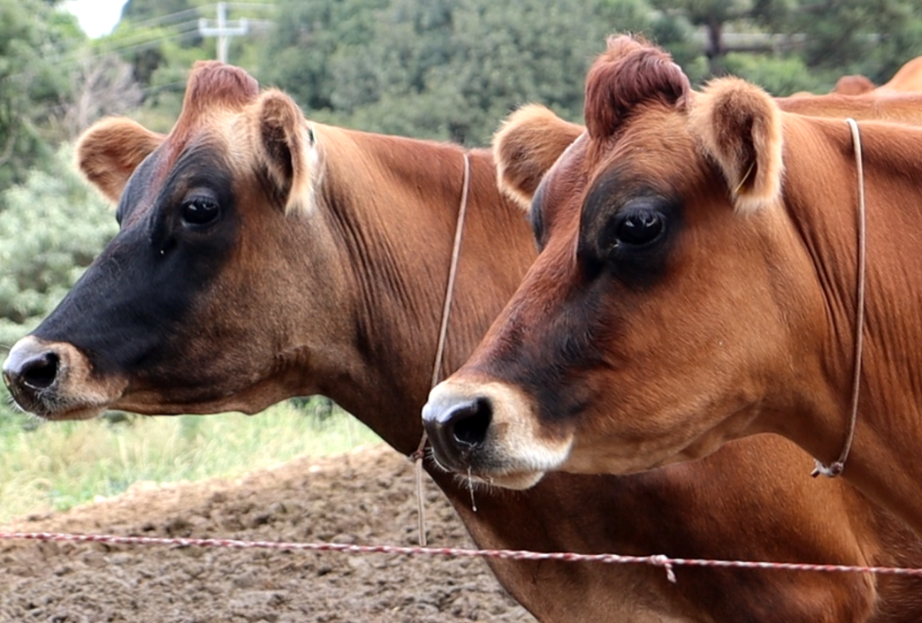 Lance no Campo: conheça a Fazenda Arapari focada na criação de vacas Jersey e produção leiteira
