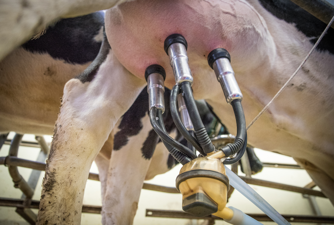 Preço do leite cai para o produtor rural