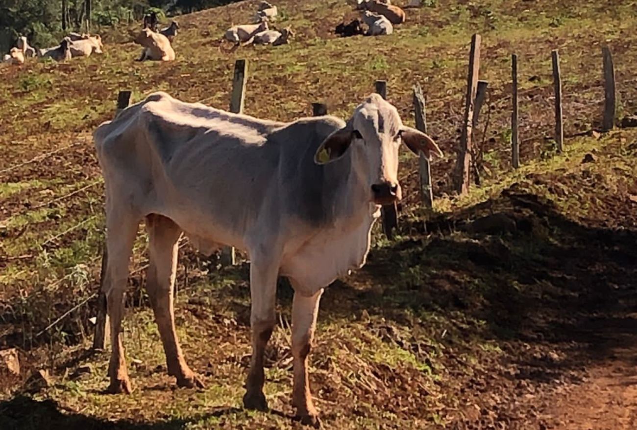 Denúncia de maus-tratos a animais choca comunidade