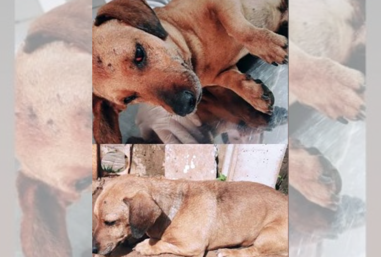 Maus tratos aos animais: moradora de Xanxerê encontra cão debilitado em saco plástico