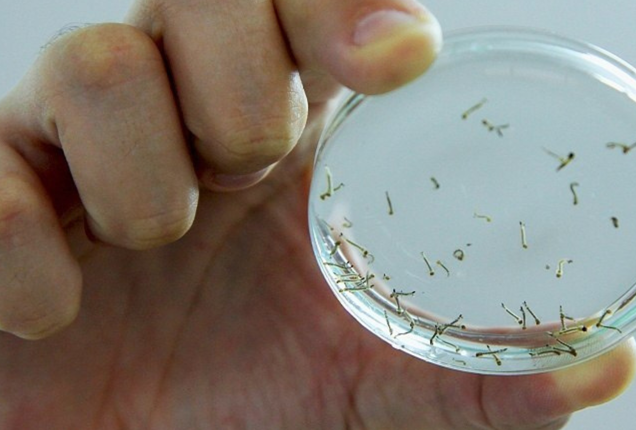 Prefeitura de Ipuaçu atua no monitoramento de focos do mosquito Aedes aegypti